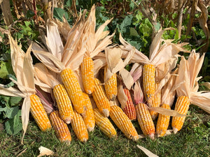 Corn Glossary